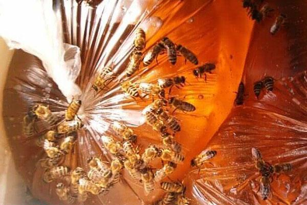 Весенняя подкормка пчел сахарным сиропом
