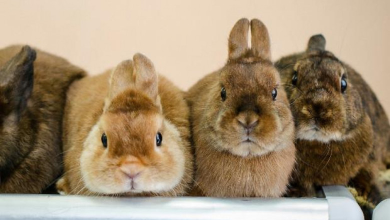 Сальмонеллез у кроликов как помочь кролику?